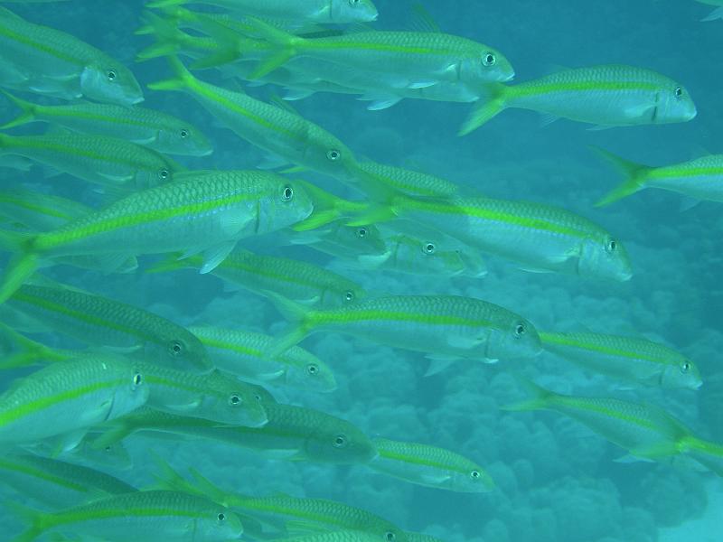 SAFAGA 07  2008 127.jpg